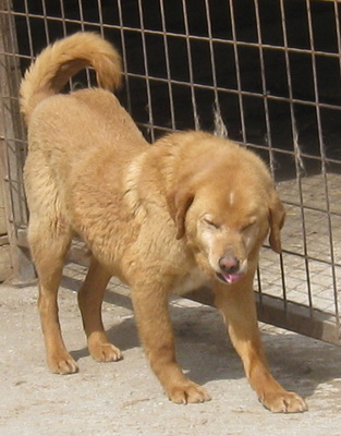 Zucho wartet auf IHREN Anruf - NOTFALL, Mischling - Rüde