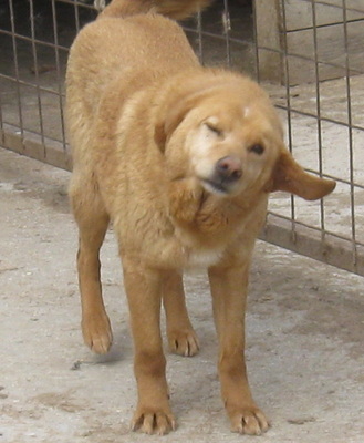 Zucho wünscht sich ein eigenes Zuhause-NOTFALL, Mischling - Rüde