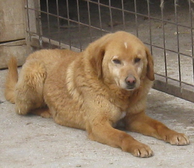 Zucho wünscht sich ein eigenes Zuhause-NOTFALL