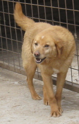 Zucho wünscht sich ein eigenes Zuhause-NOTFALL, Mischling - Rüde