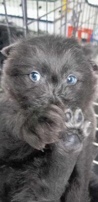 Zuckerschock auf vier Pfoten: Benny sucht sein Körbchen für immer, Mischling Welpen - Rüde