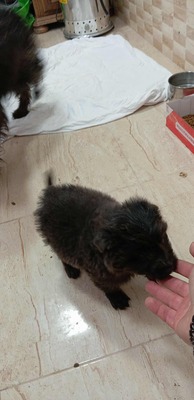 Zuckerschock auf vier Pfoten: Benny sucht sein Körbchen für immer, Mischling Welpen - Rüde