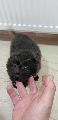 Zuckerschock auf vier Pfoten: Benny sucht sein Körbchen für immer, Mischling Welpen - Rüde