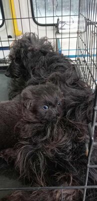 Zuckerschock auf vier Pfoten: Benny sucht sein Körbchen für immer, Mischling Welpen - Rüde