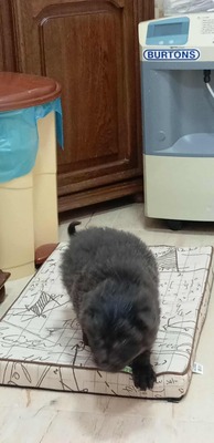 Zuckerschock auf vier Pfoten: Benny sucht sein Körbchen für immer, Mischling Welpen - Rüde