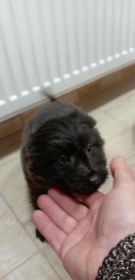 Zuckerschock auf vier Pfoten: Benny sucht sein Körbchen für immer, Mischling Welpen - Rüde