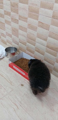 Zuckerschock auf vier Pfoten: Benny sucht sein Körbchen für immer, Mischling Welpen - Rüde