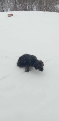 Zuckerschock auf vier Pfoten: Benny sucht sein Körbchen für immer, Mischling Welpen - Rüde