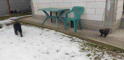 Zuckerschock auf vier Pfoten: Benny sucht sein Körbchen für immer, Mischling Welpen - Rüde