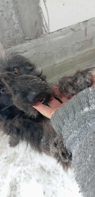 Zuckerschock auf vier Pfoten: Benny sucht sein Körbchen für immer, Mischling Welpen - Rüde