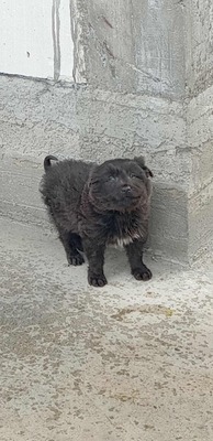 Zuckerschock auf vier Pfoten: Benny sucht sein Körbchen für immer, Mischling Welpen - Rüde