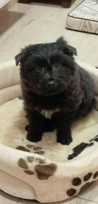 Zuckerschock auf vier Pfoten: Benny sucht sein Körbchen für immer, Mischling Welpen - Rüde