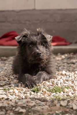 Zuckerschock auf vier Pfoten: Benny sucht sein Körbchen für immer, Mischling Welpen - Rüde