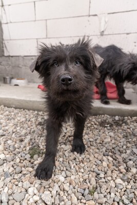 Zuckerschock auf vier Pfoten: Benny sucht sein Körbchen für immer, Mischling Welpen - Rüde