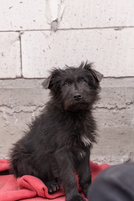 Zuckerschock auf vier Pfoten: Benny sucht sein Körbchen für immer, Mischling Welpen - Rüde