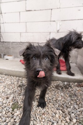 Zuckerschock auf vier Pfoten: Benny sucht sein Körbchen für immer, Mischling Welpen - Rüde