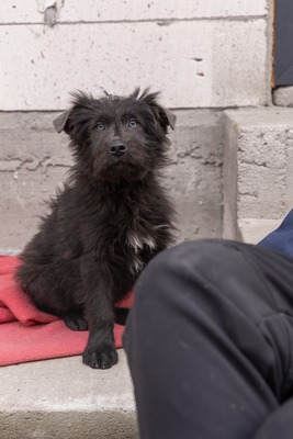 Zuckerschock auf vier Pfoten: Benny sucht sein Körbchen für immer, Mischling Welpen - Rüde