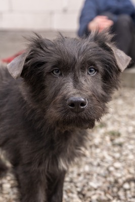 Zuckerschock auf vier Pfoten: Benny sucht sein Körbchen für immer, Mischling Welpen - Rüde