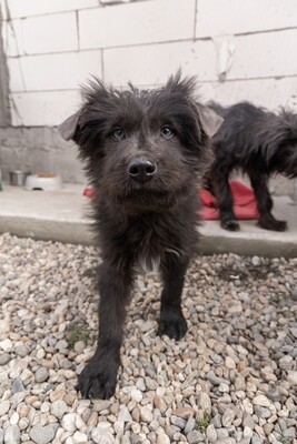 Zuckerschock auf vier Pfoten: Benny sucht sein Körbchen für immer, Mischling Welpen - Rüde