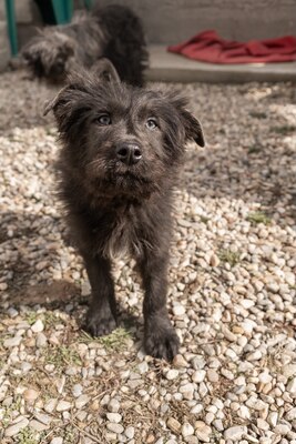 Zuckerschock auf vier Pfoten: Benny sucht sein Körbchen für immer, Mischling Welpen - Rüde