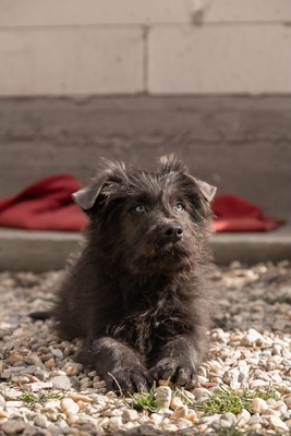 Zuckerschock auf vier Pfoten: Benny sucht sein Körbchen für immer, Mischling Welpen - Rüde