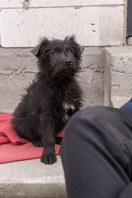 Zuckerschock auf vier Pfoten: Benny sucht sein Körbchen für immer, Mischling Welpen - Rüde