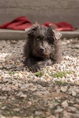 Zuckerschock auf vier Pfoten: Benny sucht sein Körbchen für immer, Mischling Welpen - Rüde