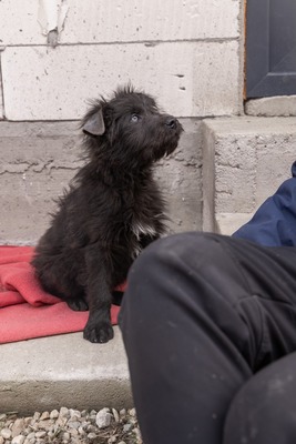 Zuckerschock auf vier Pfoten: Benny sucht sein Körbchen für immer, Mischling Welpen - Rüde