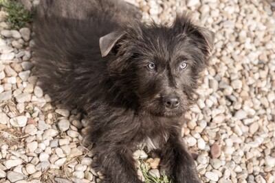 Zuckerschock auf vier Pfoten: Benny sucht sein Körbchen für immer, Mischling Welpen - Rüde