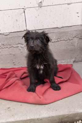 Zuckerschock auf vier Pfoten: Benny sucht sein Körbchen für immer, Mischling Welpen - Rüde
