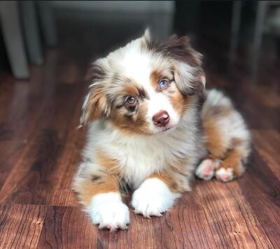 Zuckersüße Toy/Miniature Australian Shepherd Welpen/ Mini Australian Shepherd