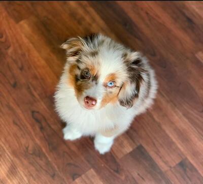 Zuckersüße Toy/Miniature Australian Shepherd Welpen/ Mini Australian Shepherd, Australian Shepherd Welpen Welpen - Rüde