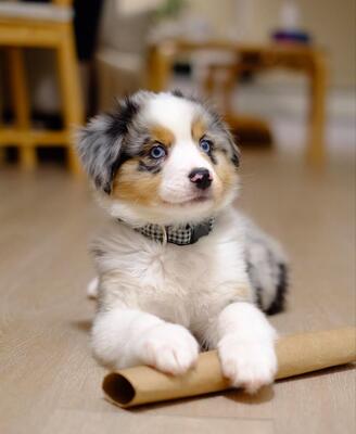 Zuckersüße Toy/Miniature Australian Shepherd Welpen/ Mini Australian Shepherd, Australian Shepherd Welpen Welpen - Rüde