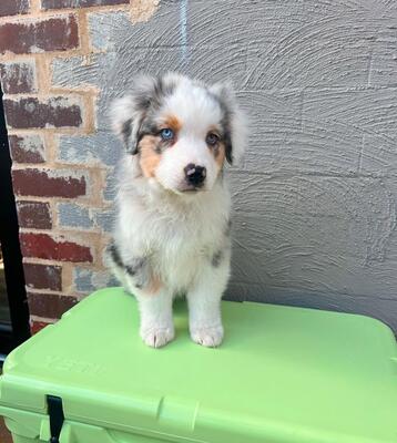 Zuckersüße Toy/Miniature Australian Shepherd Welpen/ Mini Australian Shepherd, Australian Shepherd Welpen Welpen - Rüde