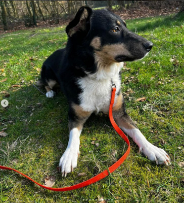 Zula, Mischling - Hündin