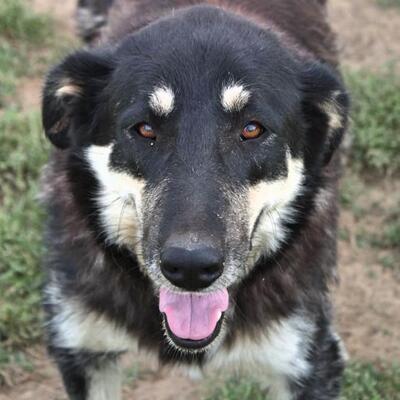 Zumby - Notfellchen  - ein wahrer Schatz 💋