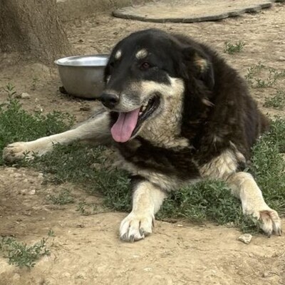 Zumby - Notfellchen - ein wahrer Schatz 💋, Mix - Hündin