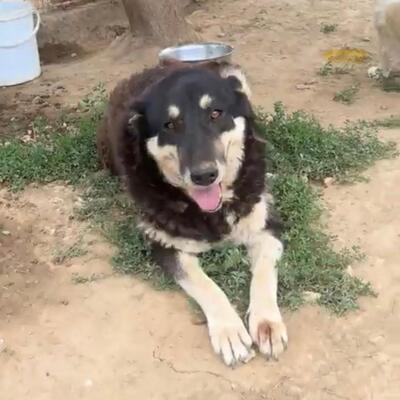 Zumby - Notfellchen - ein wahrer Schatz 💋, Mix - Hündin