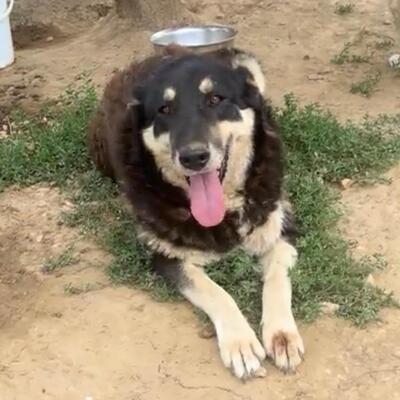 Zumby - Notfellchen - ein wahrer Schatz 💋, Mix - Hündin