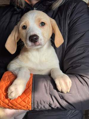 Zuri, Mischling Welpen - Hündin