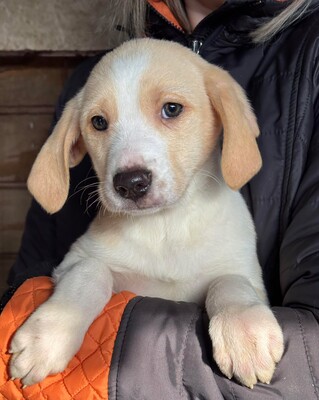 Zuri, Mischling Welpen - Hündin