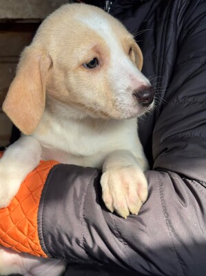 Zuri, Mischling Welpen - Hündin