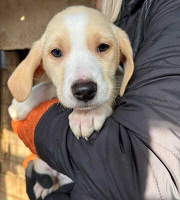 Zuri, Mischling Welpen - Hündin