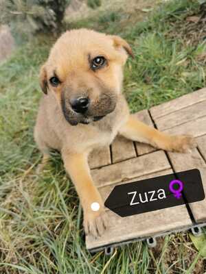 Zuza super liebe Hündin sucht eigenes Zuhause, Sharpei-Mischling Welpen - Hündin