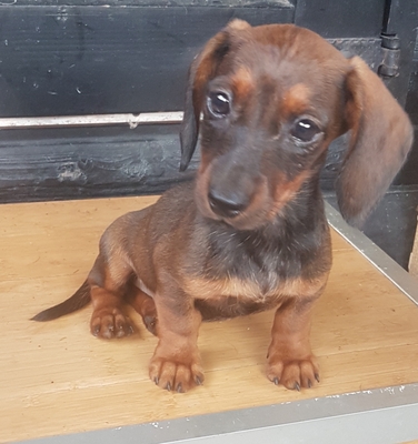 Zwergdackel Welpen - Hündin