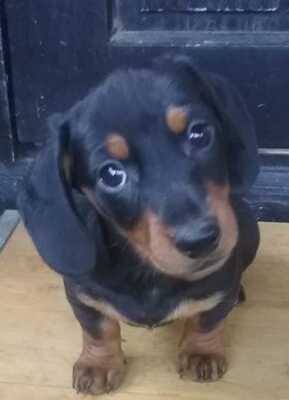 Zwergdackel Welpen - Hündin