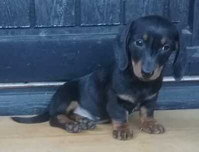 Zwergdackel Welpen - Rüde