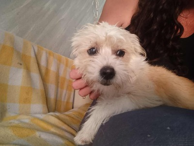 Zwergel Anca möchte gerne das Hunde 1x1 lernen, Mischling - Hündin