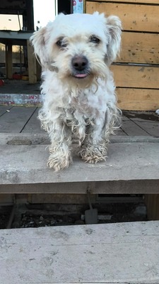 Zwergerl Carlos wird im Shelter gemobbt und braucht dringend ein Zuhause