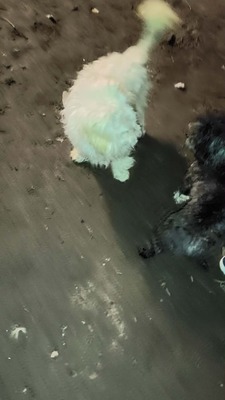 Zwergerl Carlos wird im Shelter gemobbt und braucht dringend ein Zuhause, Mischling - Rüde